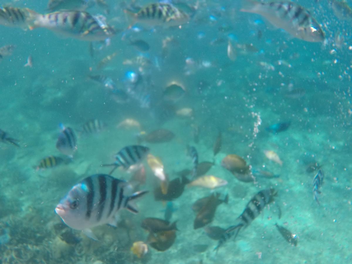Jeje Fortis Guest House Lembongan Zewnętrze zdjęcie